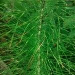 Equisetum telmateia Hoja