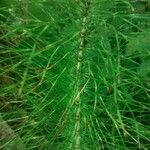 Equisetum telmateia Folha