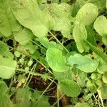 Rumex pulcher Leaf