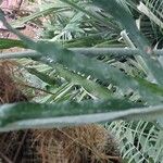 Campyloneurum angustifolium Yaprak