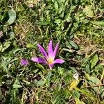 Colchicum montanum Квітка