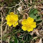 Potentilla pusilla Fiore