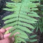 Osmundastrum cinnamomeum Leaf