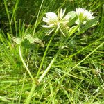 Trifolium michelianum Hàbitat