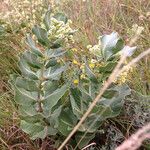 Asclepias latifolia ᱛᱟᱦᱮᱸ