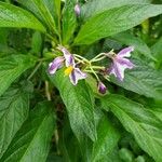 Solanum muricatum Flower