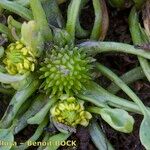 Ranunculus lateriflorus Other