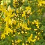 Hypericum hirsutum Облик