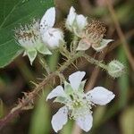 Rubus silvaticus Drugo