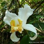 Sobralia chrysostoma Flor