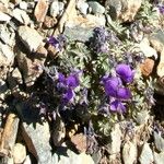 Viola diversifolia Flower