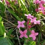 Daphne cneorum Flor