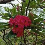 Plumeria rubra Цветок