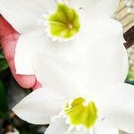Eucharis × grandiflora 花