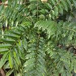 Zanthoxylum caribaeum Habit