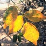Lannea schweinfurthii Leaf