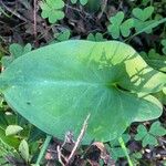 Arisarum simorrhinum Blad