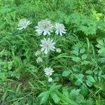 Astrantia majorÕis