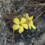 Pachypodium rosulatum Цветок