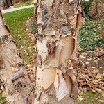 Betula nigraবাকল