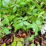 Asperula taurina Hoja