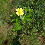 Potentilla erecta Rusca