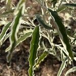 Solanum elaeagnifolium Blatt