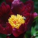 Paeonia peregrina Цвят