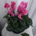 Cyclamen purpurascens Blomma