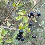 Ligustrum vulgareHedelmä