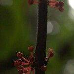 Henriettea duckeana Blüte