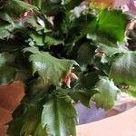 Schlumbergera bridgesii Flor