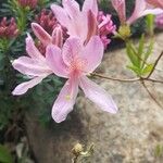 Rhododendron canadense Virág