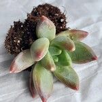 Pachyphytum compactum Liść