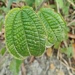 Miconia crenata Folha