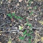 Aristolochia paucinervis Habit