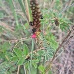 Indigofera schimperi 花