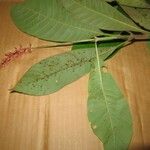 Isertia spiciformis Leaf