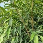 Eucalyptus robusta Habit