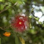 Syzygium laetum Flower