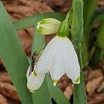 Leucojum vernumFlor