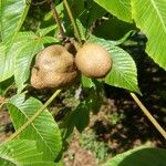 Aesculus flava Fruit