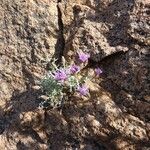 Centaurea hanryi Costuma