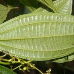 Miconia rubescens List