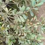 Leptospermum laevigatum Likasa