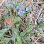 Myosotis alpestrisЦвят