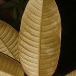Micropholis crotonoides Hoja