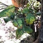 Dais cotinifolia Φύλλο