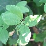Tropaeolum pentaphyllum Hoja