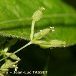 Anthriscus caucalis Fruchs